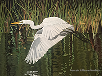 Egret in Flight 40x30