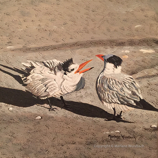 It's 'ROYAL Tern' to you!