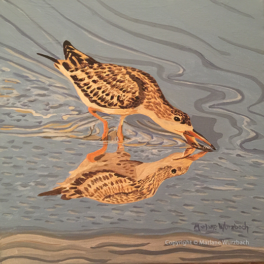 Juvenile Black Skimmer