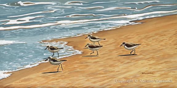 Sauntering Sanderlings