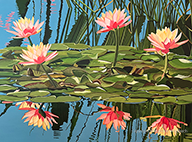 Waltzing Waterlilies